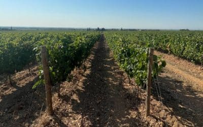 Costières de Nîmes, fraicheur et équilibre aux portes de la Camargue