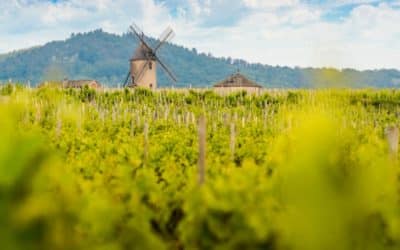 Crus du Beaujolais et singularités de ce terroir 100% Gamay, découvrez les 10 AOP