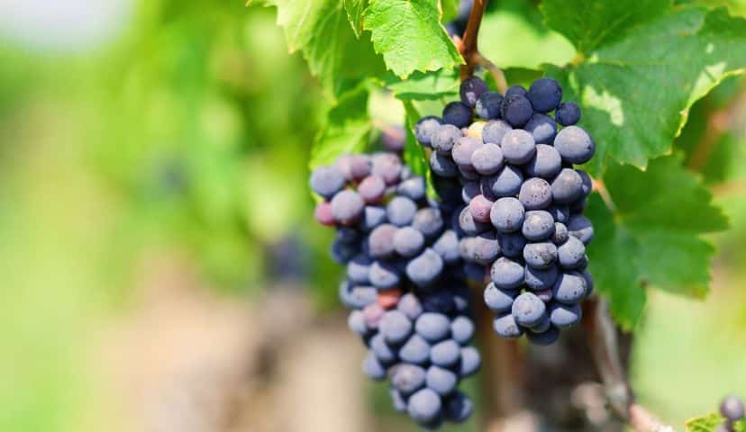 Vin Gamay, tout savoir sur ce cépage à travers notre sélection