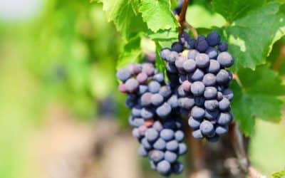 Vin Gamay, tout savoir sur ce cépage à travers notre sélection